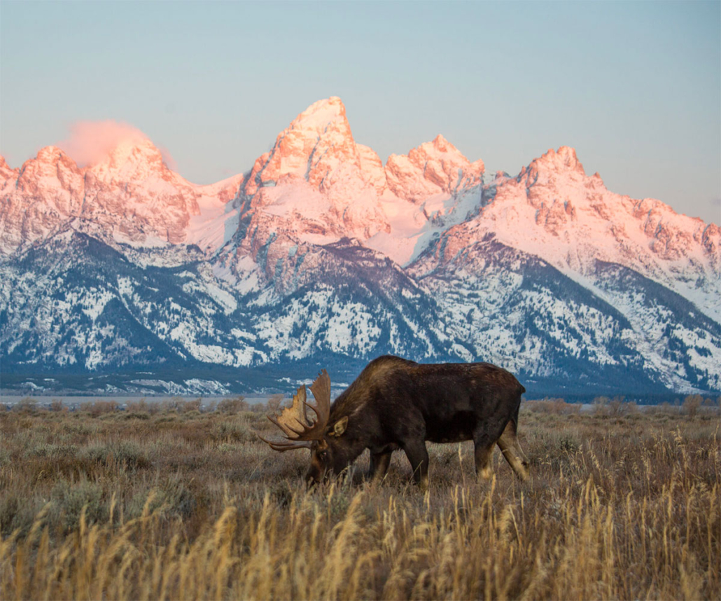 Teton mountains with Moose - Sean Clark Real Estate